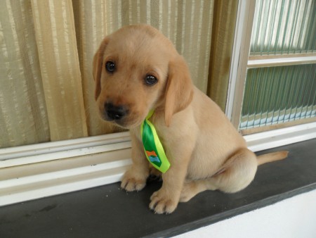 FILHOTE JÁ VENDIDO DE LABRADOR MACHO 01 - COR CARAMELO